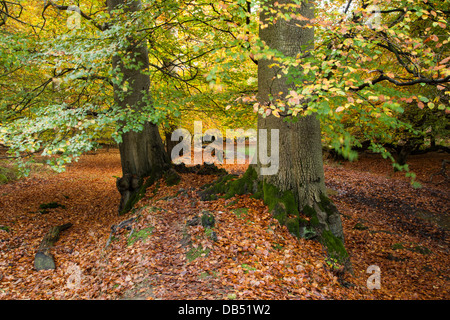 An avenue of ancient beech trees beside a sunken track in autumn, Thunderdell wood, Ashridge Estate, Hertfordshire, England