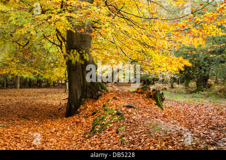 An avenue of ancient beech trees beside a sunken track in autumn, Thunderdell wood, Ashridge Estate, Hertfordshire, England Stock Photo