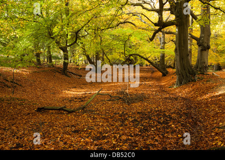 Avenue of ancient beech trees within Thunderdell wood in full autumnal colours, Ashridge Estate, Hertfordshire, England