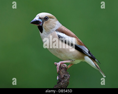 Female hawfinch perched on branch Stock Photo