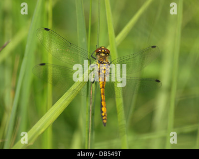 Black Darter / Sympetrum danae female rest on a blade of grass Stock Photo