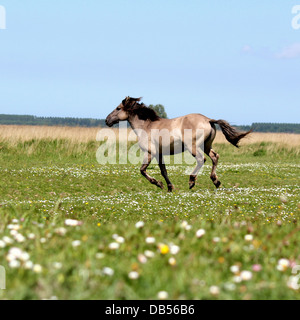 Polish primitive horse a.k.a. Konik Horse galloping at full speed in a field full of flowers Stock Photo