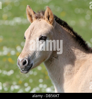 Foal Polish primitive horse a.k.a. Konik Horse in closeup in spring Stock Photo