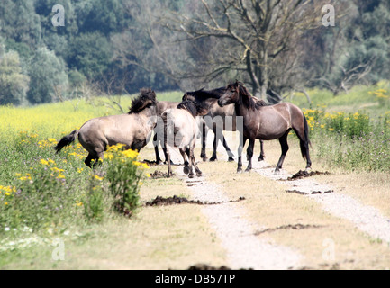 Large herd of Polish primitive horses a.k.a. Konik Horses fighting, running, mating and posing up close Stock Photo