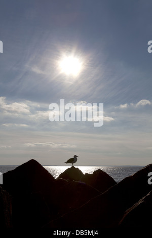 single backlit seagull standing on rocks at a oceanshore Stock Photo