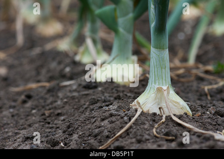 Allium cepa. Hytech Onions in a vegetable patch. UK Stock Photo