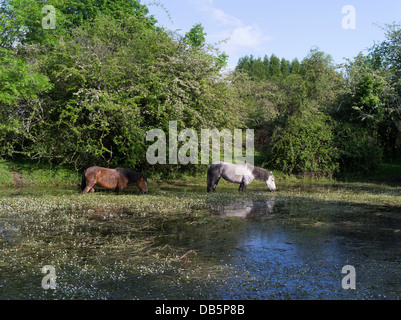 dh  NEW FOREST HAMPSHIRE Britain Pony horse grazing on common land village pond couple horses ponies uk england Stock Photo