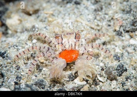 A boxer crab with eggs from ( Lybia tessellata ) from Lembeh Strait, Indonesia Stock Photo