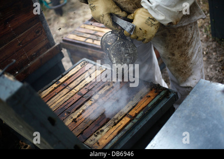 A beekeeper of Puremiel,a honey company that produces organic honey,checks beehives using smoke in Los Alcornocales Natural Park Stock Photo