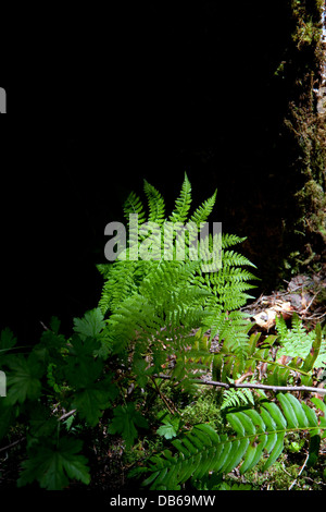 Ferns grow on the forest floor in the Willamette National Forest, Oregon, USA. Stock Photo