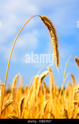 Golden ripened Barley, ready to be harvested Stock Photo