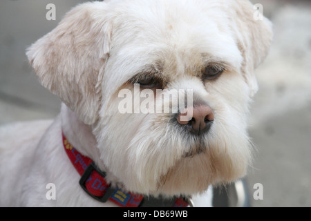 Lhasa Apso Closeup Stock Photo