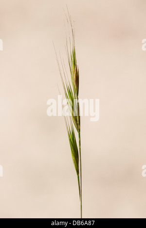 Squirrel-tail fescue / brome fescue (Vulpia bromoides) close up of ear head Stock Photo