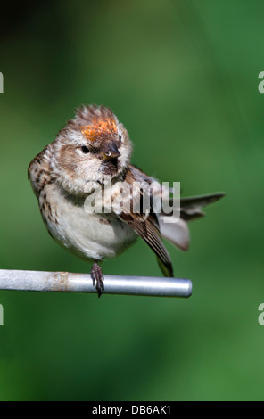 redpoll female feeding on garden bird feeder cairngorms national park highlands scotland Stock Photo