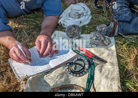 Bird ringer taking notes after ringing Little Owl (Athene noctua) owlets by attaching metal rings on legs in spring Stock Photo