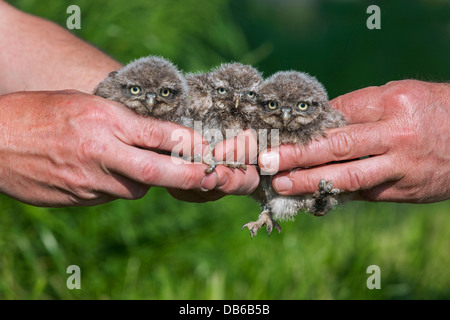 Bird ringer holding three ringed Little Owl (Athene noctua) owlets banded with metal rings on legs