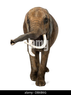 Front view of African elephant, Loxodonta africana, lifting its trunk against white background Stock Photo