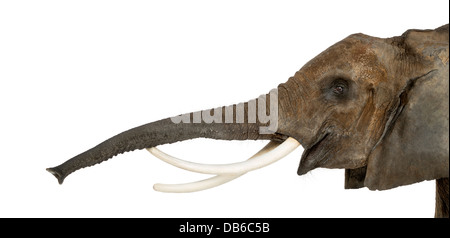 Close up of an African Elephant, Loxodonta africana, lifting its trunk and calling against white background Stock Photo