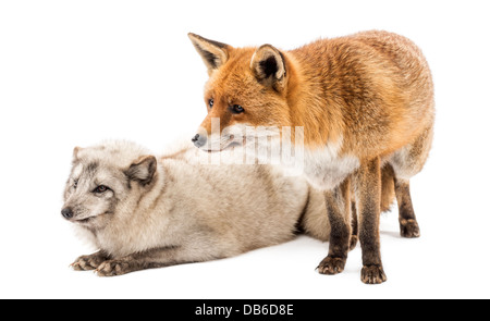 Red Fox, Vulpes vulpes, standing next to Arctic Fox, Vulpes lagopus, lying against white background Stock Photo