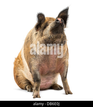 Domestic pig sitting and looking up against white background Stock Photo