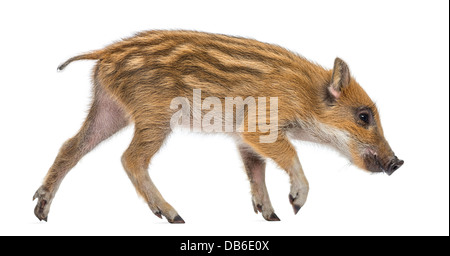 Wild boar, Sus scrofa, 2 months old, also known as wild pig walking against white background Stock Photo