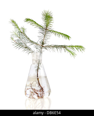 Two young fir trees growthing in in chemistry test tube on white background Stock Photo