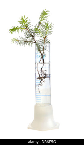 Two young fir trees growthing in in chemistry test tube on white background Stock Photo