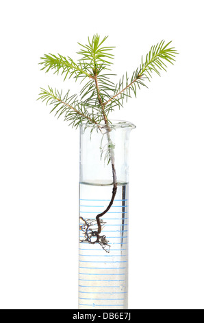 Two young fir trees growthing in in chemistry test tube on white background Stock Photo