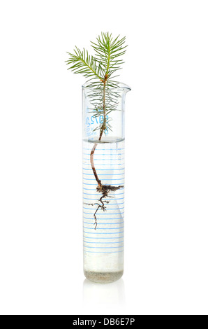 Two young fir trees growthing in in chemistry test tube on white background Stock Photo