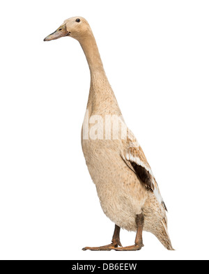 Female Indian Runner Duck, Anas platyrhynchos domesticus, standing against white background Stock Photo