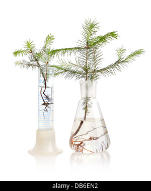 Two young fir trees growthing in in chemistry test tube on white background Stock Photo