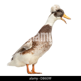 Male Crested Duck, lophonetta specularioides, quacking against white background Stock Photo