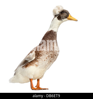 Male Crested Duck, lophonetta specularioides, against white background Stock Photo
