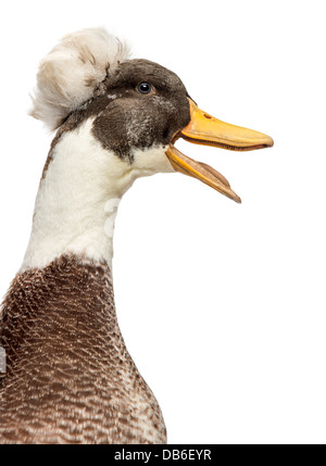 Close-up of Male Crested Duck, lophonetta specularioides, quacking against white background Stock Photo