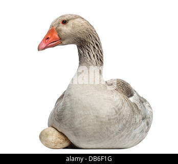 Close-up of Domestic goose, Anser anser domesticus, lying on an egg against white background Stock Photo