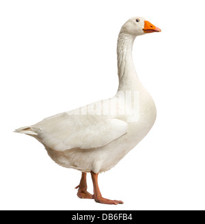 Domestic goose, Anser anser domesticus, standing against white background Stock Photo