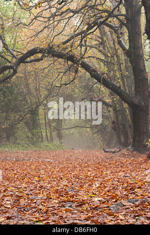 Autumn woodland leaves on ground under canopy Stock Photo