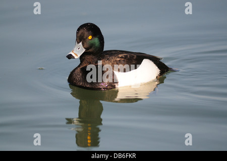 A male tufted duck swimming in the water Stock Photo