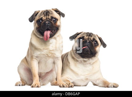 Two pugs panting against white background Stock Photo