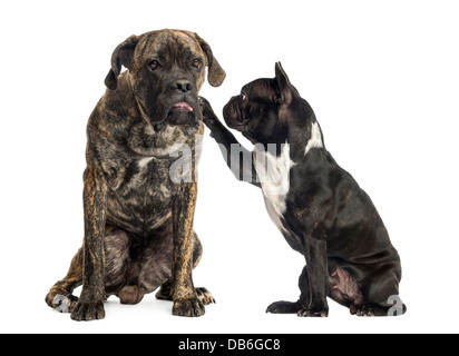 French bulldog touching Cane Corso sitting in front of white background Stock Photo