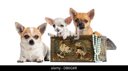 Group of Chihuahuas in vintage box against white background Stock Photo