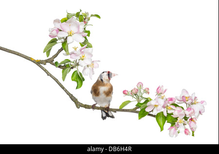European Goldfinch, Carduelis carduelis, perched on a flowering branch against white background Stock Photo