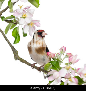 European Goldfinch, Carduelis carduelis, perched on a flowering branch against white background Stock Photo