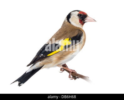 European Goldfinch, Carduelis carduelis, perched on branch against white background Stock Photo