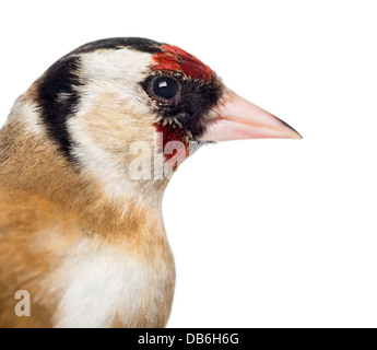 Close-up of European Goldfinch, Carduelis carduelis, against white background Stock Photo