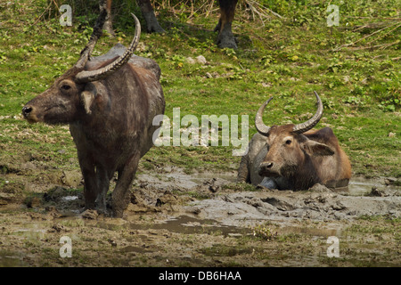 Wild Buffalos in the mud pool, Kaziranga National Park, India. Stock Photo