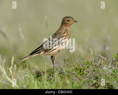 Red-throated Pipit Anthus cervinus Stock Photo