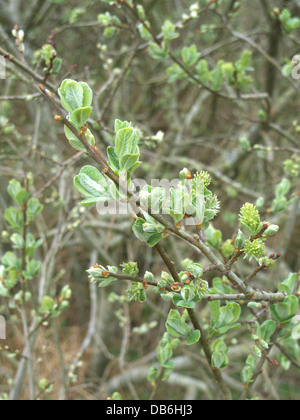 Eared Willow ( Salix aurita ) in Spring, UK Stock Photo