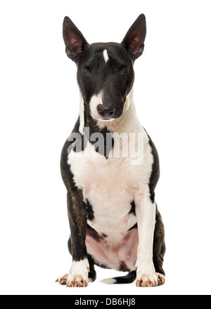 Miniature Bull Terrier sitting against white background Stock Photo