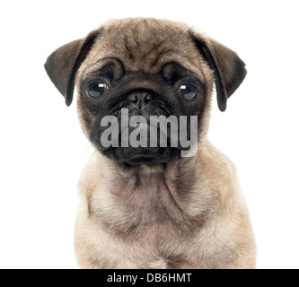 Close-up of Pug puppy, 2 months old, looking at the camera against white background Stock Photo